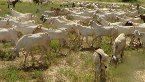 Live Goats from Somalia